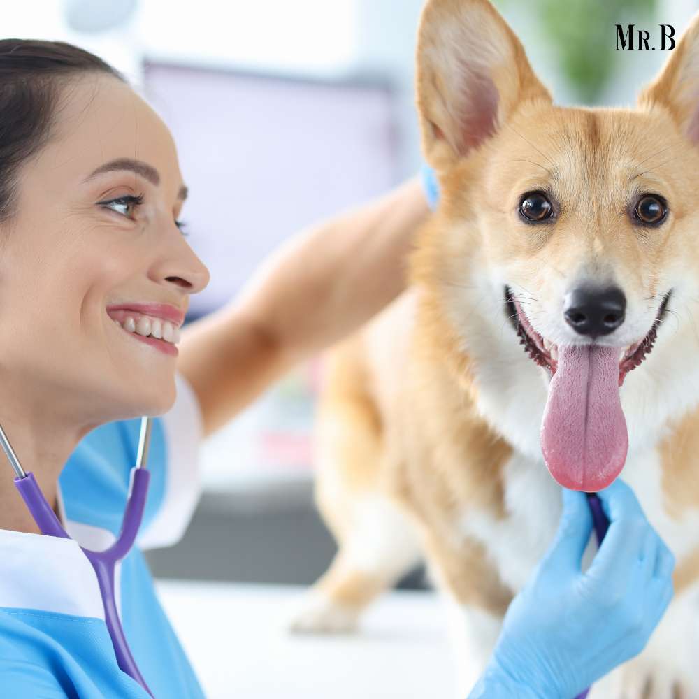 A Comprehensive Guide to Veterinary Endoscopy | Mr. Business Magazine